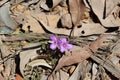 West Australian Native Wildflower Royalty Free Stock Photo