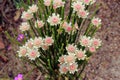 West Australian Native Wildflower Albany Daisy