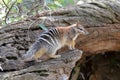 Numbat Royalty Free Stock Photo