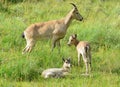 The West Caucasian goats