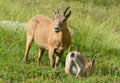 The West Caucasian goats