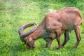 The West Caucasian tur with big horns is grazing on a green lawn Royalty Free Stock Photo