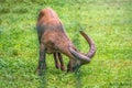 The West Caucasian tur with big horns is grazing on a green lawn Royalty Free Stock Photo