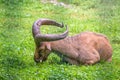 The West Caucasian tur with big horns is resting on a green lawn Royalty Free Stock Photo