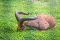 The West Caucasian tur with big horns is resting on a green lawn Royalty Free Stock Photo