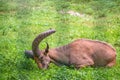 The West Caucasian tur with big horns is resting on a green lawn Royalty Free Stock Photo