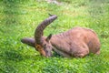 The West Caucasian tur with big horns is resting on a green lawn Royalty Free Stock Photo