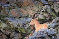 West Caucasian tur, Capra caucasica, sitting on the rock, endangered animal in the nature habitat, Caucasus Mountains, range