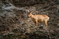 West Caucasian tur, Capra caucasica, sitting on the rock, endangered animal in the nature habitat, Caucasus Mountains, range