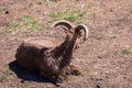 The West Caucasian tur is a large, robust goat with a long and deep body. In summer, its coat is generally a reddish-brown, while Royalty Free Stock Photo