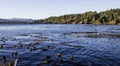 West Coast Ocean Scene with Kelp