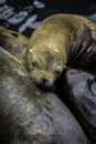 California Sea Lion