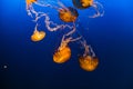 West Coast Sea Nettles in Omaha Henry Doorly Zoo Royalty Free Stock Photo