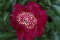 West Elkton japanese type dark red flower peony lactiflora in summer garden, close-up