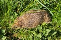 West european hedgehog