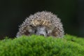 West European Hedgehog in green moss with dark background during autumn