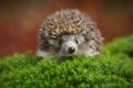 West European Hedgehog in green moss with orange background during autumn