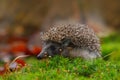 West European Hedgehog in green moss with orange background during autumn