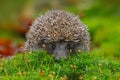 West European Hedgehog in green moss with orange background during autumn