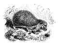 West European Hedgehog, vintage illustration