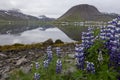 West Fjords, iceland. Lupin flowers with fjord view in June land of the midnight sun.