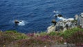 Stony coast in west of France