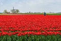 Farmer works in his tulip field in West Friesland, Netherlands.