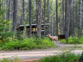 A deer walking through Apgar Campground in Glacier National Park near West Glacier, MT