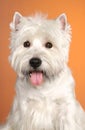 West haighland white terrier Royalty Free Stock Photo