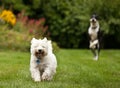 West Highland Terrier Royalty Free Stock Photo