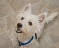 West Highland Terrier Dog Anticipating a Treat Royalty Free Stock Photo