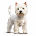 Detailed Illustration Of White Westie Dog On White Background Royalty Free Stock Photo