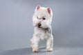 The west highland terrier dog in front of gray studio background Royalty Free Stock Photo