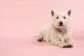 West Highland Terrier Dog In Studio Royalty Free Stock Photo