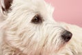 West Highland Terrier Dog In Studio Royalty Free Stock Photo