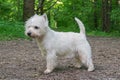West Highland Terrier dog with white long hair stands on a path in a city park and looks away
