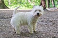 West Highland Terrier dog with white long hair stands on a path in a city park and looks at the camera