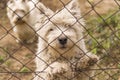 West Highland Terrier Dogs.