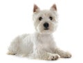 West highland terrier Royalty Free Stock Photo