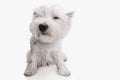 West highland terrier in front of white background Royalty Free Stock Photo