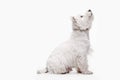 West highland terrier in front of white background Royalty Free Stock Photo