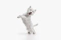 West highland terrier in front of white background Royalty Free Stock Photo