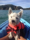 West highland terrier on kayak in lifejacket