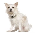 West Highland Terrier mixed with a Papillion dog