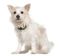 West Highland Terrier mixed with a Papillion dog Royalty Free Stock Photo
