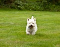 West Highland Terrier Royalty Free Stock Photo