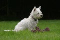 West Highland Terrier Royalty Free Stock Photo