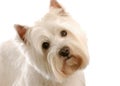 West highland white terrier