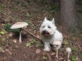 West Highland White Terrier