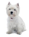 West Highland White Terrier Royalty Free Stock Photo